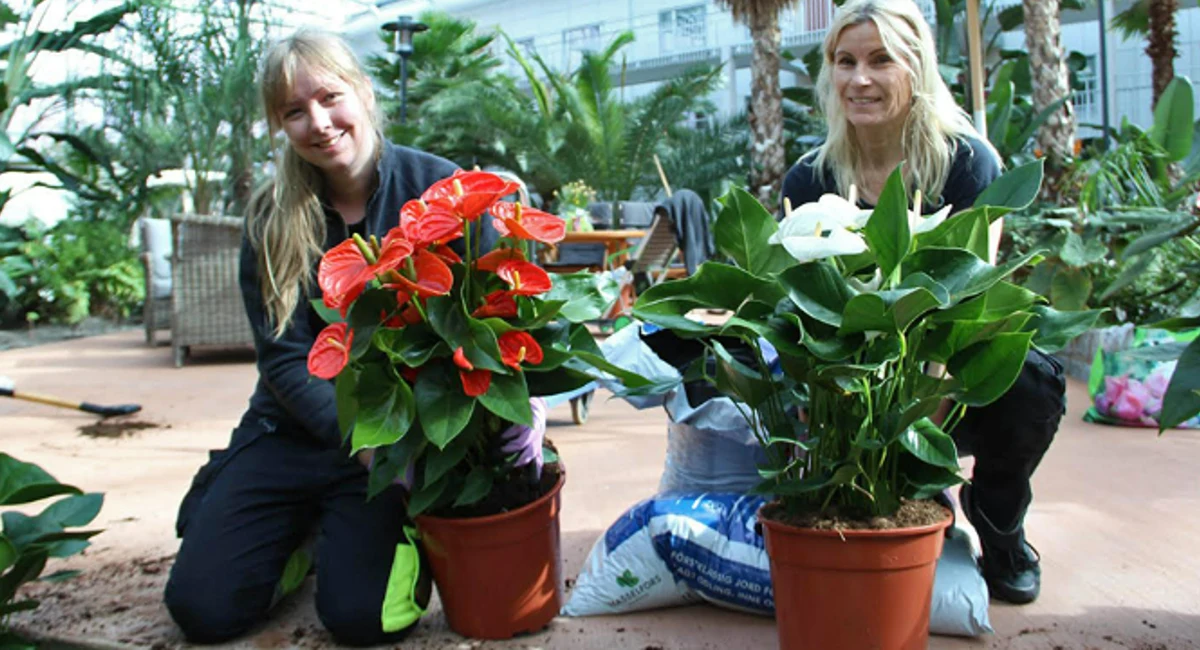 Plantering på Bovieran
