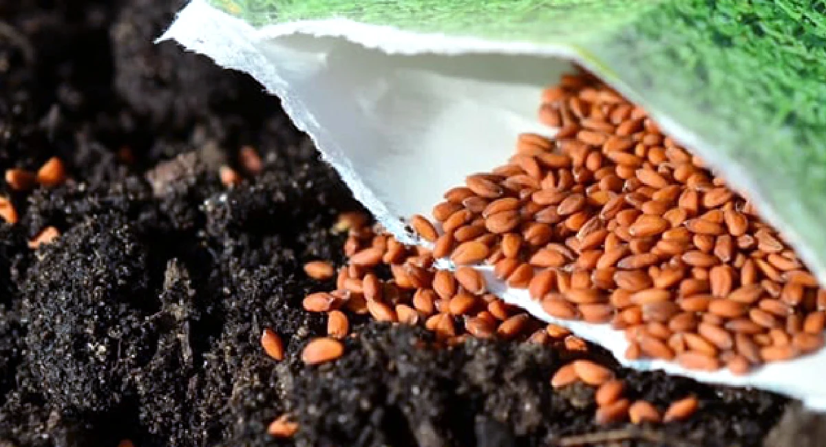 almond soil