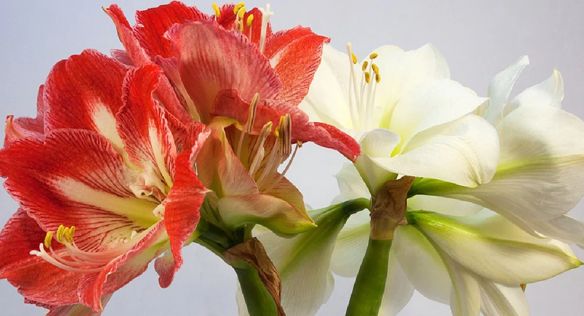 Amaryllis