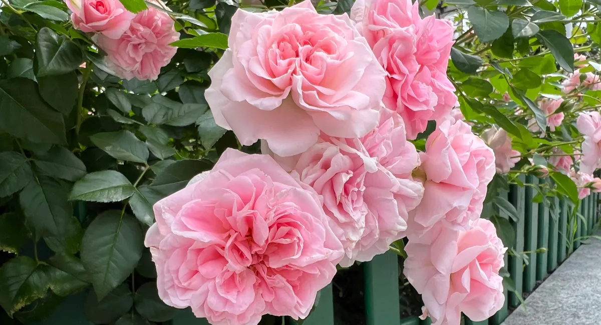 rose