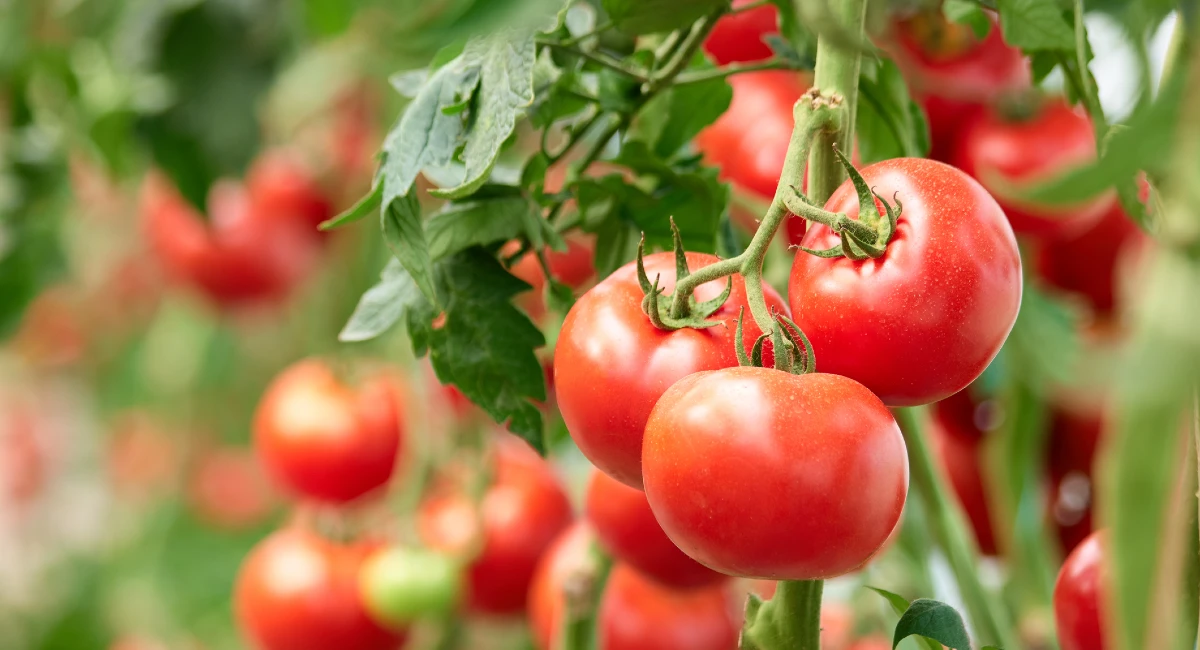 tomato